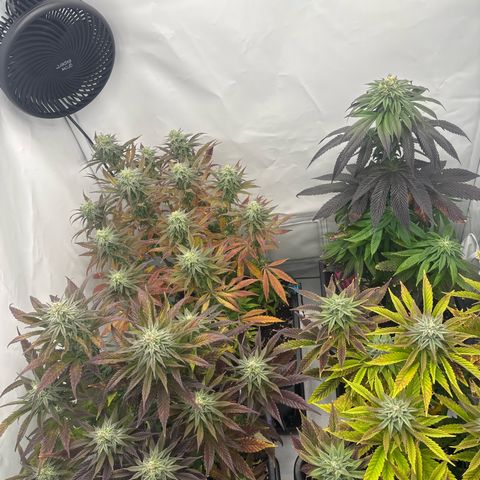 Royal Skywalker growlog timeline photo
