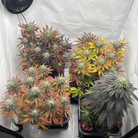 Royal Skywalker growlog timeline photo