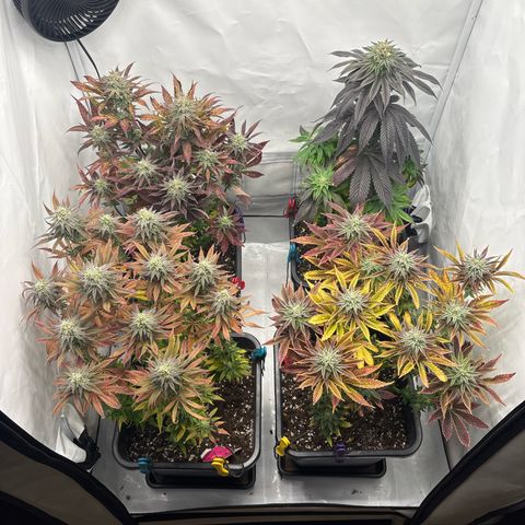 Royal Skywalker growlog timeline photo