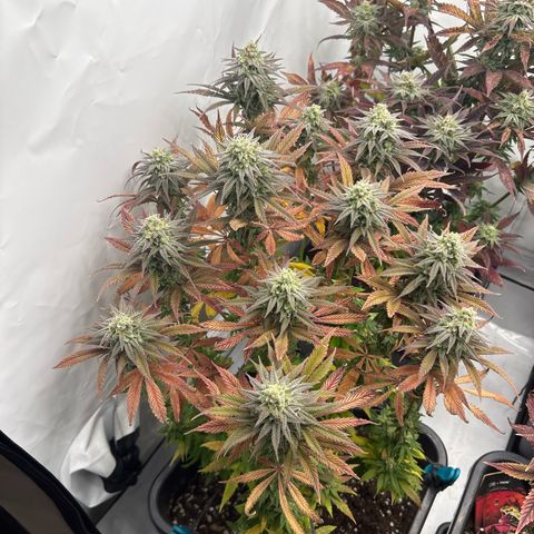 Royal Skywalker growlog timeline photo