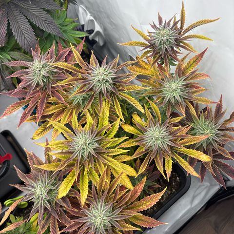 Punch Pie growlog timeline photo