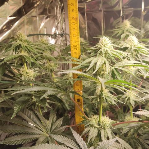 NL growlog timeline photo