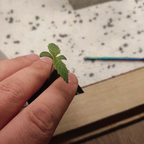 Girl Scout Cookies - Zamnesia growlog timeline photo