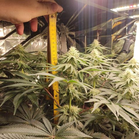 NL growlog timeline photo