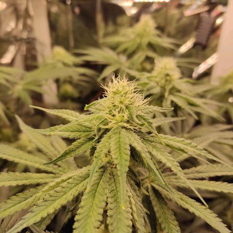 NL growlog timeline photo