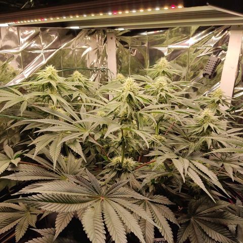 NL growlog timeline photo