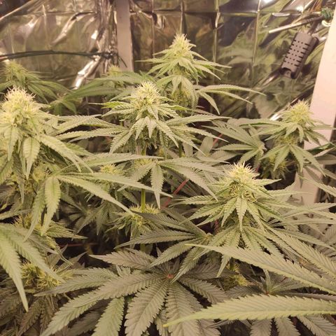 NL growlog timeline photo