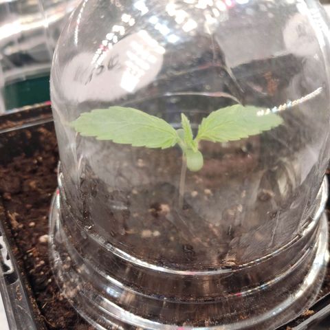 Girl Scout Cookies - Zamnesia growlog timeline photo
