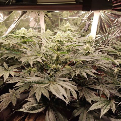 NL growlog timeline photo