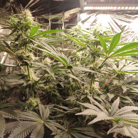 NL growlog timeline photo