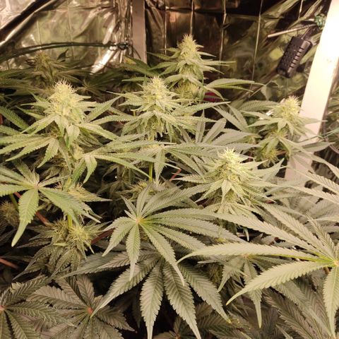 NL growlog timeline photo