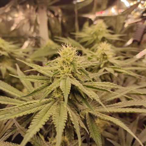 NL growlog timeline photo