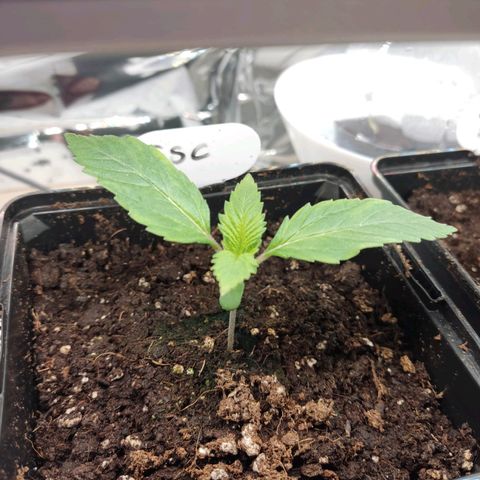 Girl Scout Cookies - Zamnesia growlog timeline photo