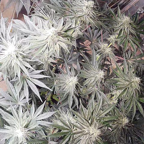 NL growlog timeline photo