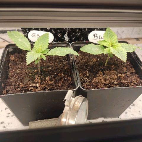Girl Scout Cookies - Zamnesia growlog timeline photo