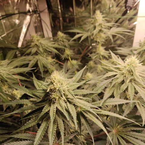 NL growlog timeline photo