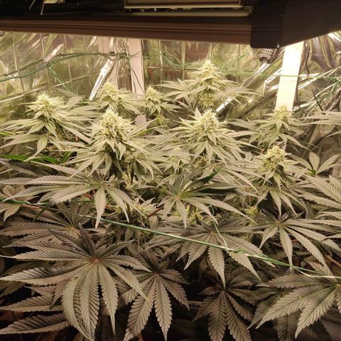 NL growlog timeline photo
