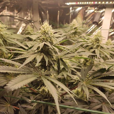 NL growlog timeline photo