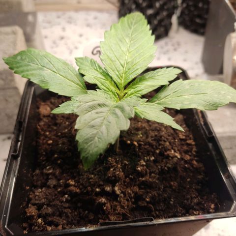 Girl Scout Cookies - Zamnesia growlog timeline photo