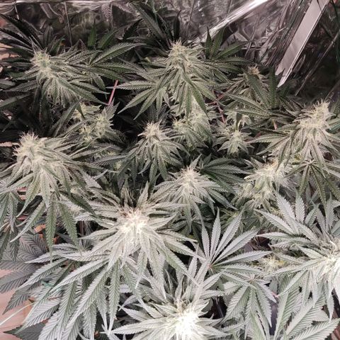 NL growlog timeline photo