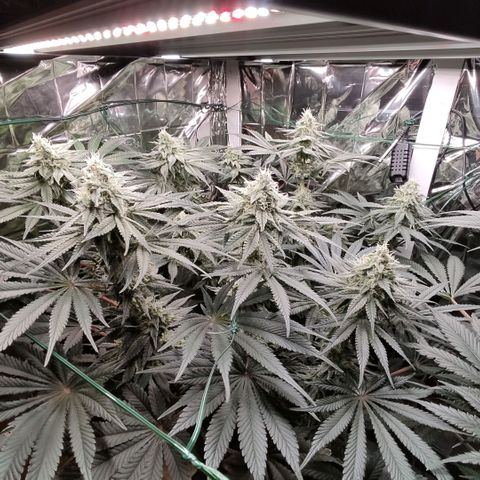 NL growlog timeline photo