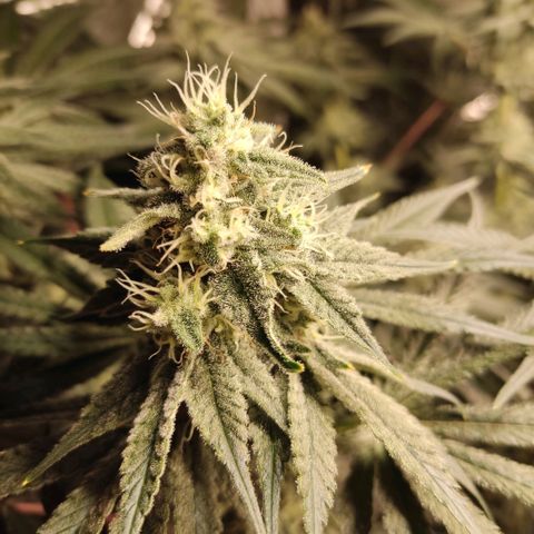 NL growlog timeline photo