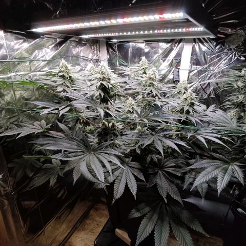 NL growlog timeline photo
