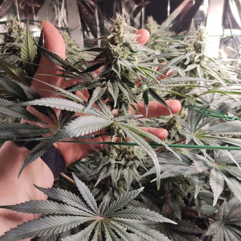 NL growlog timeline photo