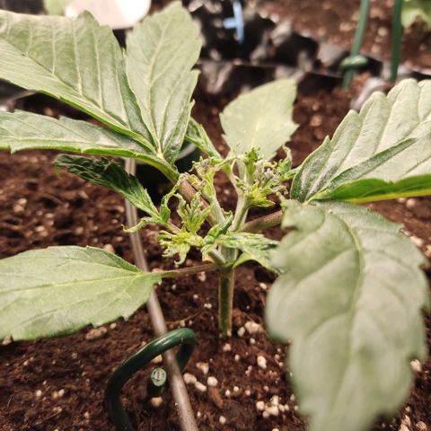 Girl Scout Cookies - Zamnesia growlog timeline photo