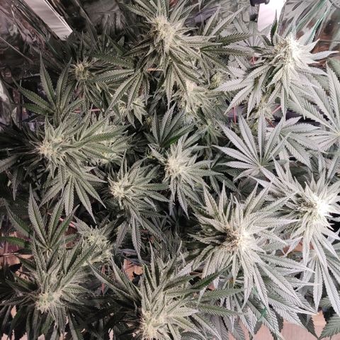 NL growlog timeline photo