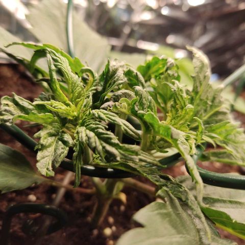 Girl Scout Cookies - Zamnesia growlog timeline photo