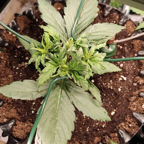 Girl Scout Cookies - Zamnesia growlog timeline photo