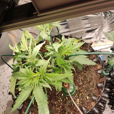 Girl Scout Cookies - Zamnesia growlog timeline photo