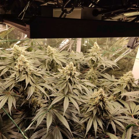 NL growlog timeline photo