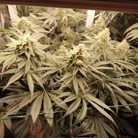 NL growlog timeline photo