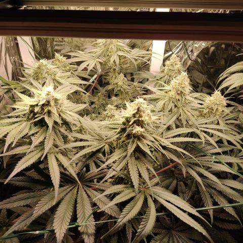NL growlog timeline photo