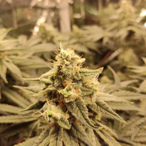 NL growlog timeline photo