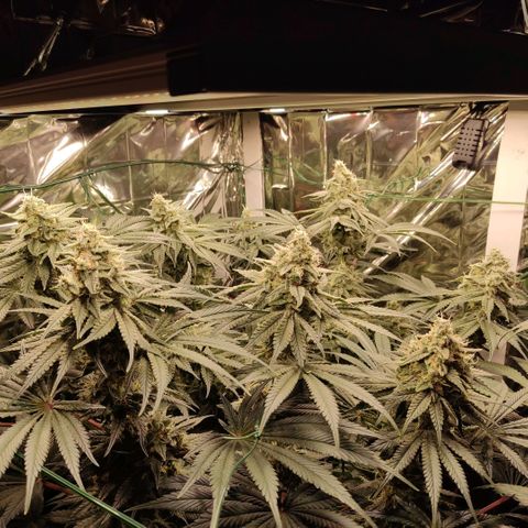 NL growlog timeline photo