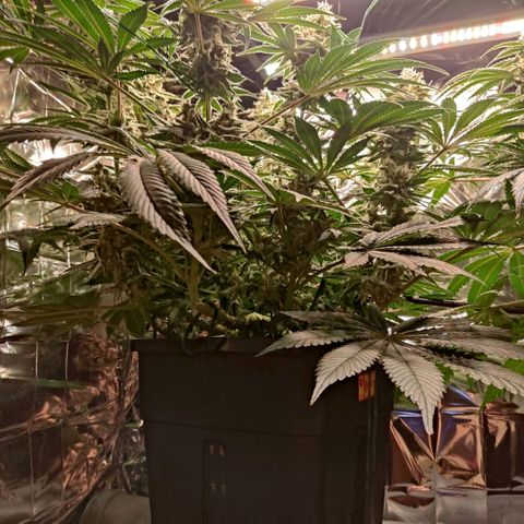 NL growlog timeline photo