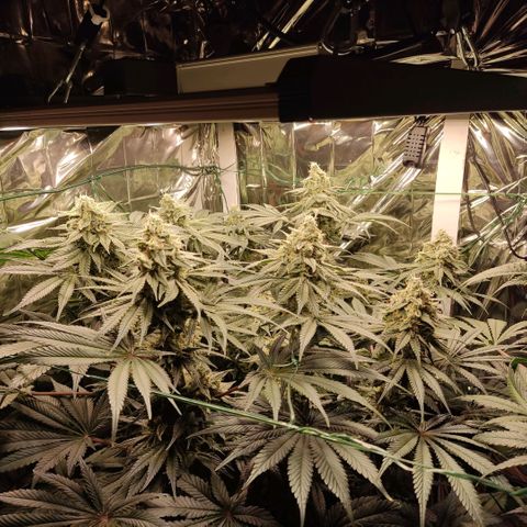 NL growlog timeline photo