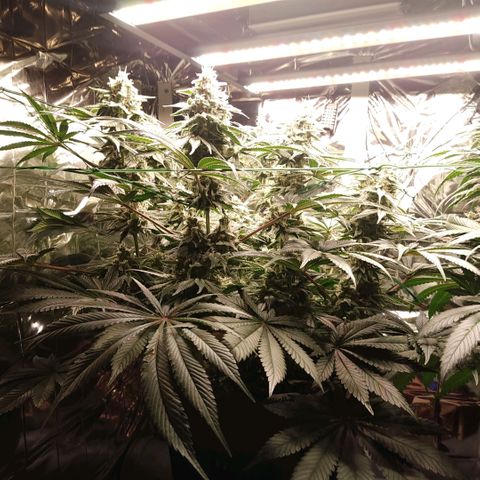NL growlog timeline photo