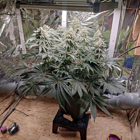 NL growlog timeline photo