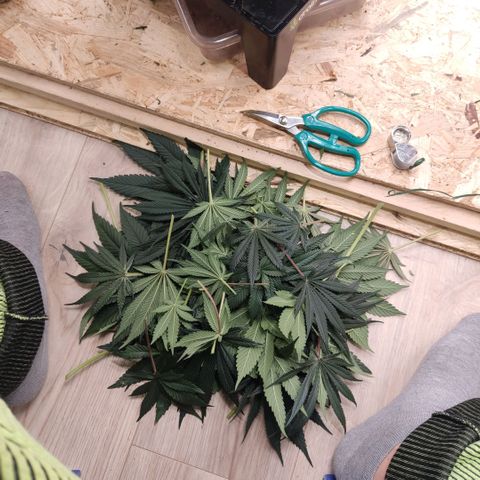 NL growlog timeline photo