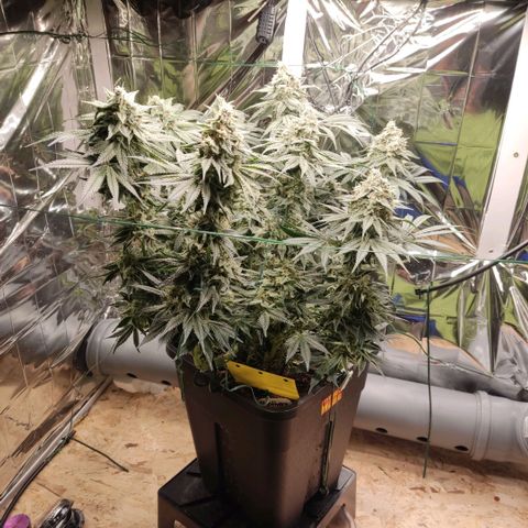 NL growlog timeline photo
