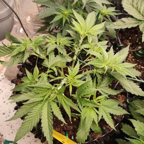 Girl Scout Cookies - Zamnesia growlog timeline photo