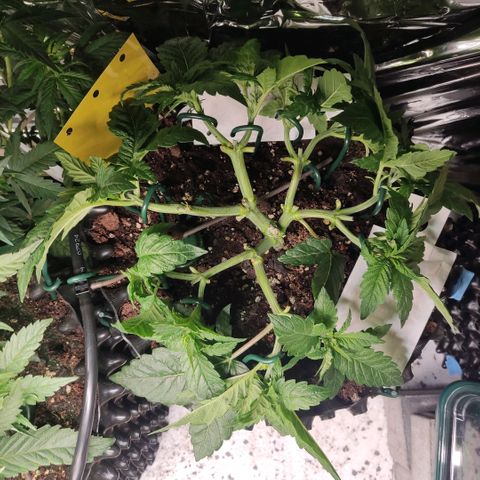 Girl Scout Cookies - Zamnesia growlog timeline photo