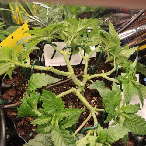 Girl Scout Cookies - Zamnesia growlog timeline photo
