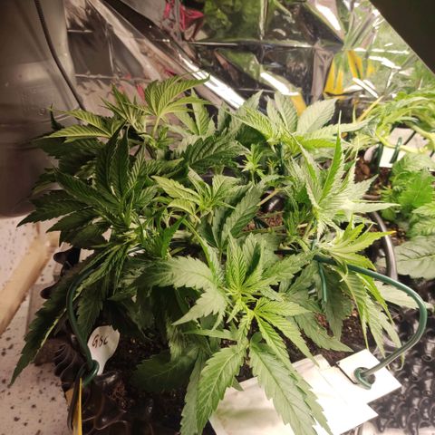 Girl Scout Cookies - Zamnesia growlog timeline photo