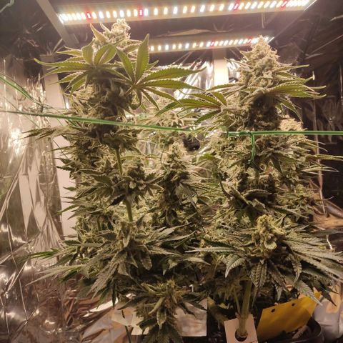 NL growlog timeline photo