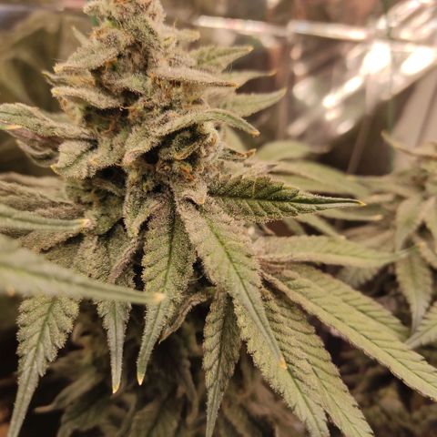 NL growlog timeline photo